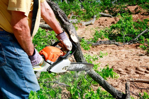How Our Tree Care Process Works  in  Hamlet, IN
